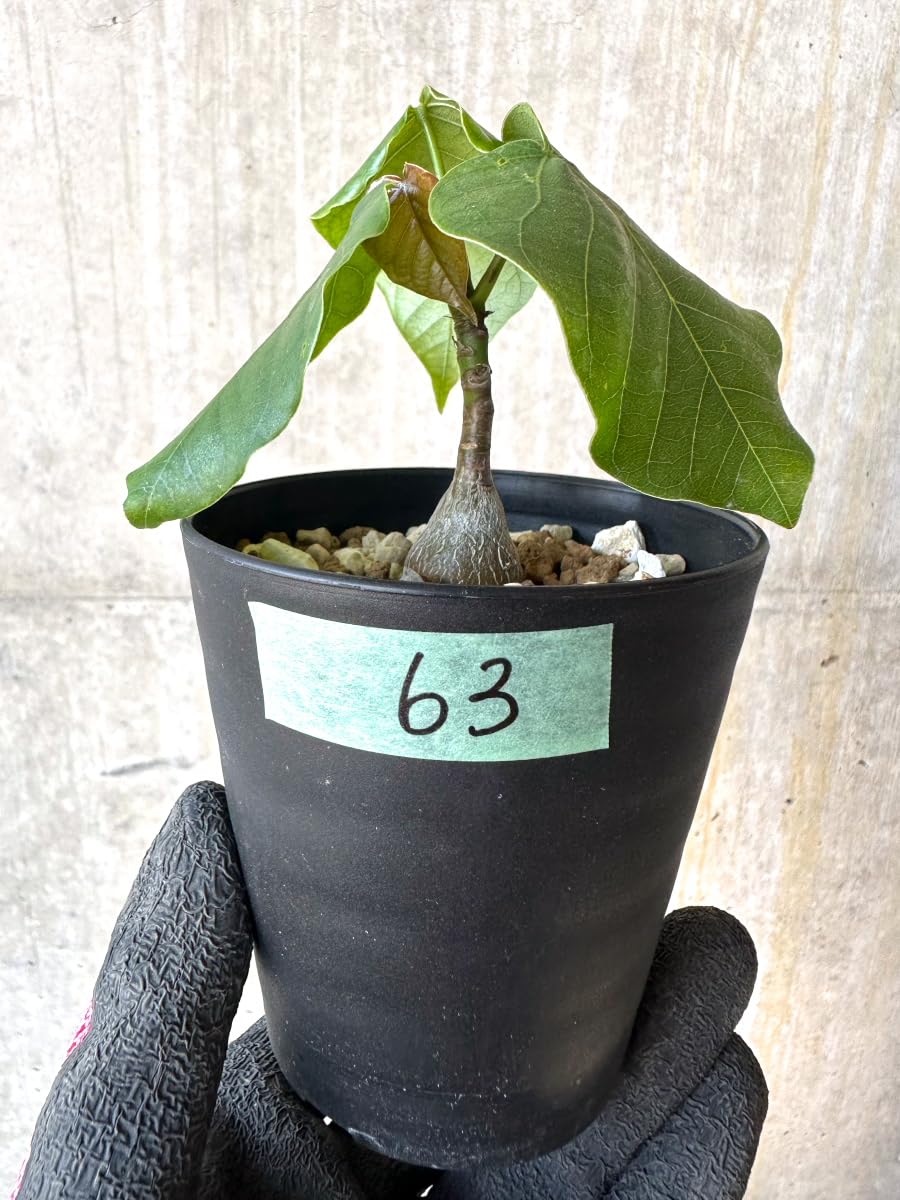 Amazon｜【現品限り】プセウドボンバックス・エリプティクム【G63